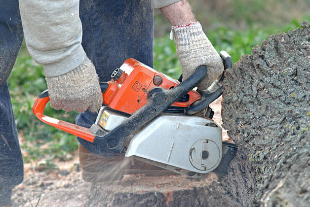 How Our Tree Care Process Works  in  West Long Branch, NJ